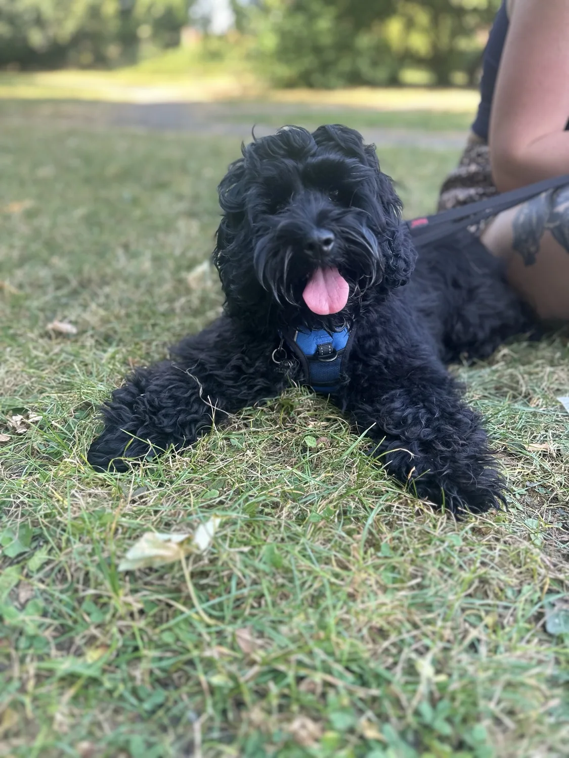 Black dog lying on the grass with tongue out