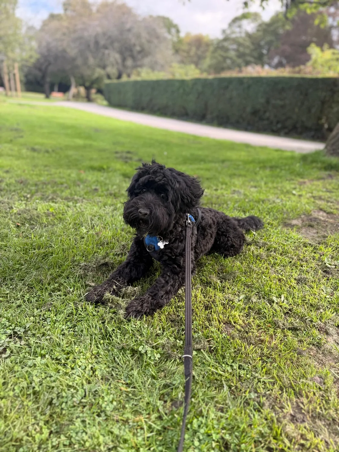 Black doodle relaxing in the park after a walk