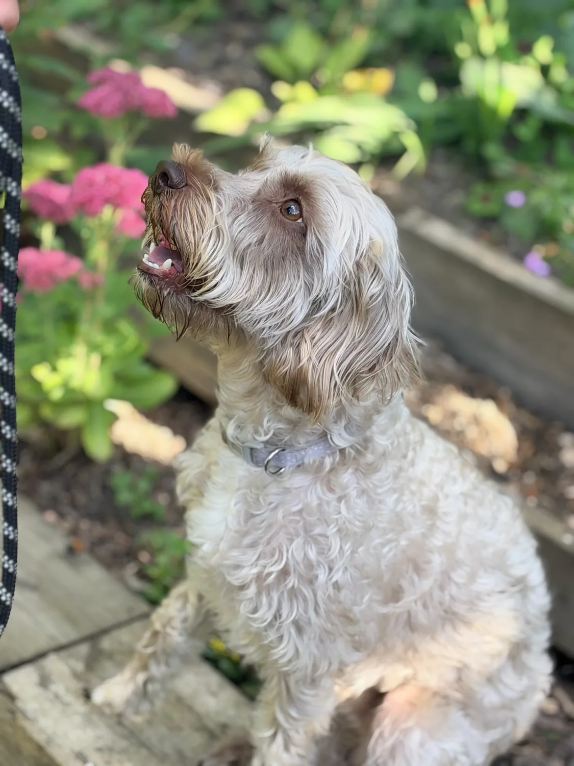 Cream coloured dog sitting beside pink flowers