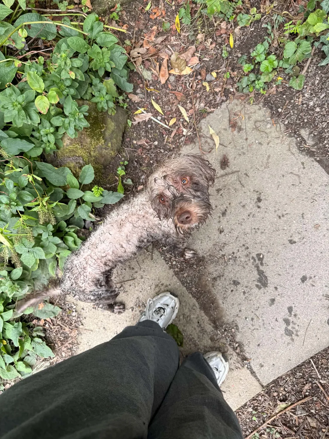 Muddy little dog looking up after an adventure