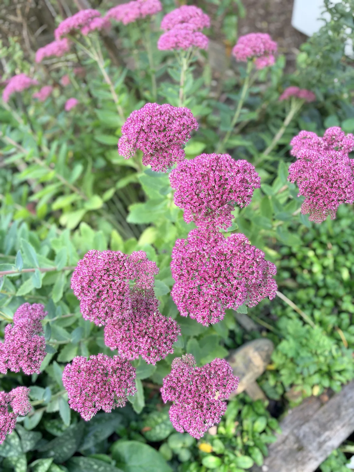 Pink flowers spotted on a walk with JJ&Co