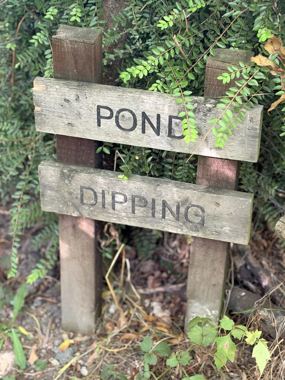 Wooden pond dipping sign on a leafy walk route