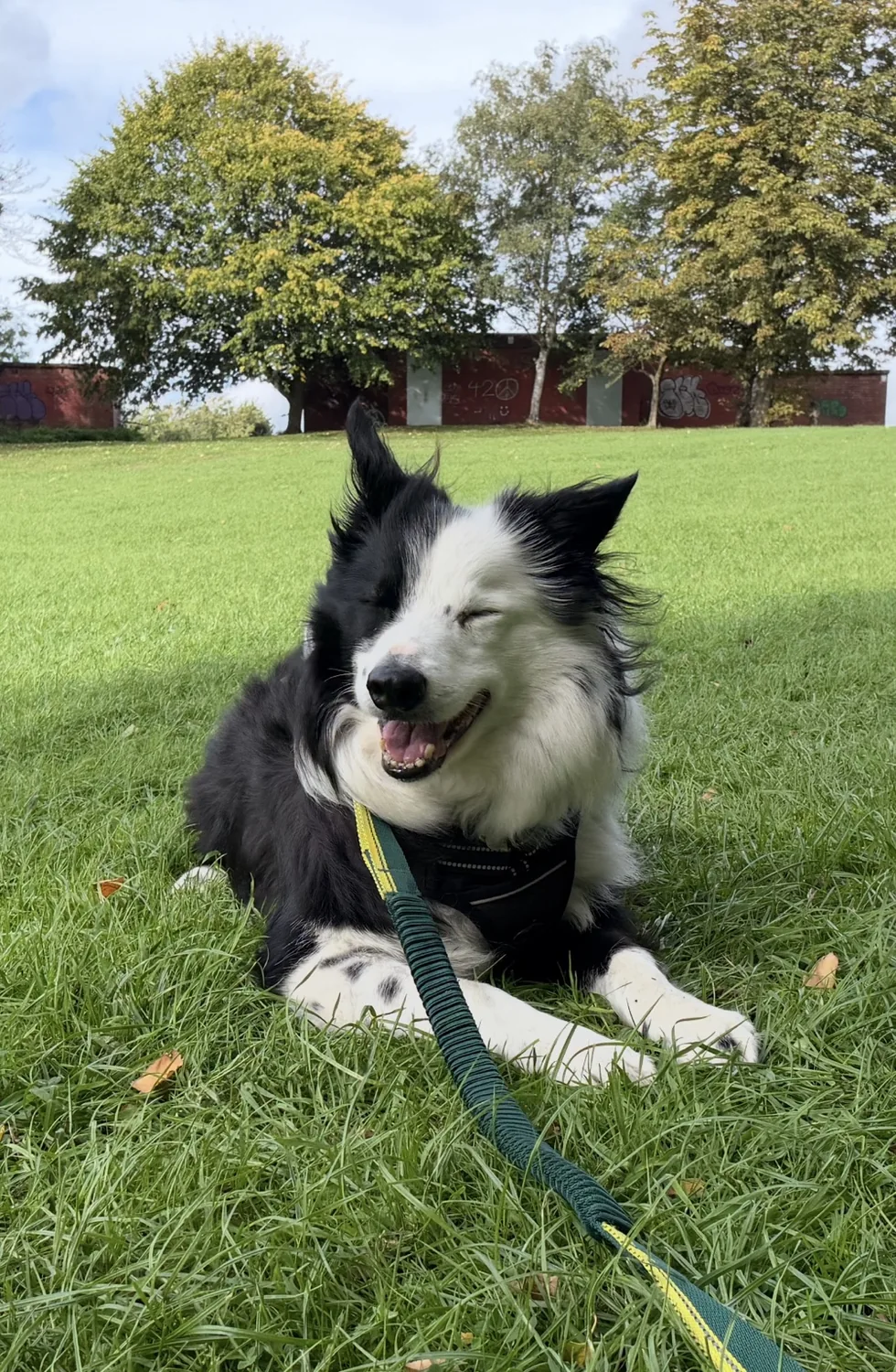 Border collie relaxing in the grass with a happy smile