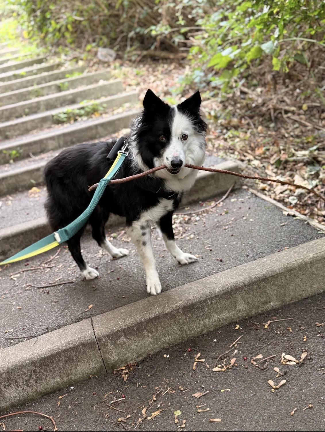 Border collie carrying a giant stick on a JJ&Co walk