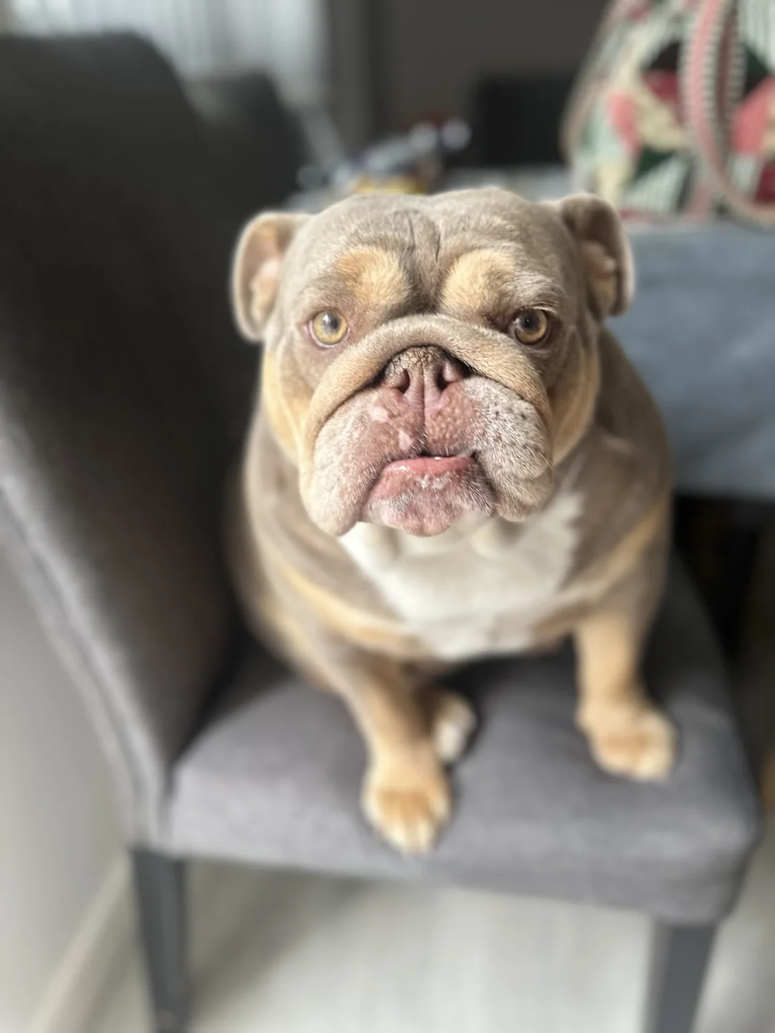 French bulldog at home